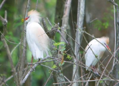 Cattle Egrets <I>(Bubulcus ibis)</I>