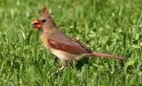Northern Cardinal <I>(Cardinalis cardinalis)</I> (female)