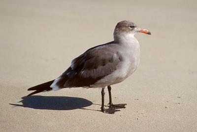 Heermann's Gull, 2nd cycle