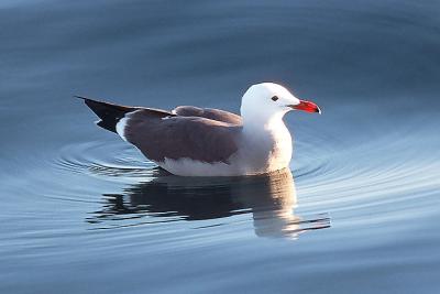 Heermanns Gull, 3rd cycle, alternate adult