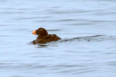 Tufted Puffin, basic adult