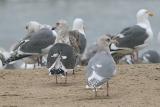 Slaty-backed Gull, 3rd cycle (#3 of 4) with Glaucous-winged and Western Gulls   