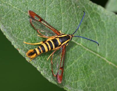Young Clearwing