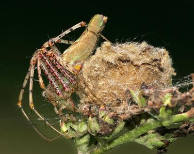 Spider protecting the Brood
