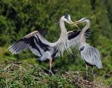 Male and Female Heron Building Nest