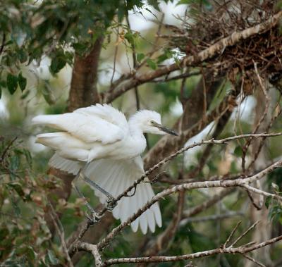 Snowy-At-Rookery