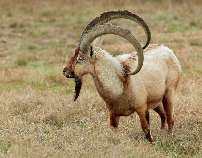 Persian Ibex