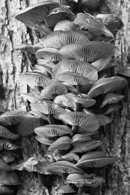 Treeshrooms
