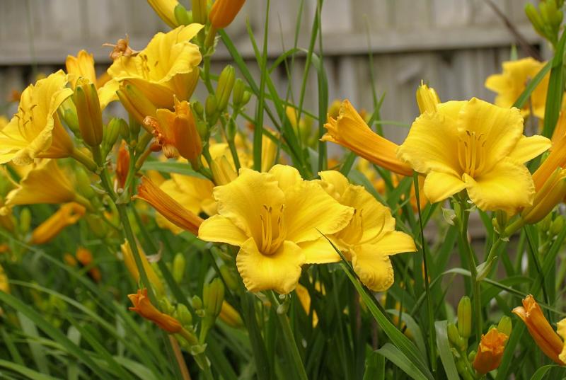 Day-Lillies-in-Bloom.jpg