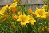 Day-Lillies-in-Bloom.jpg