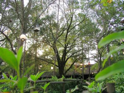 Quad area between Splash Mountain and The Big Thunder Railroad