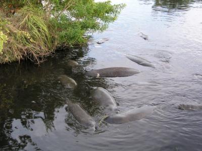 Manatees next to the Berkeley canal.