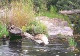 Tumwater Falls Park