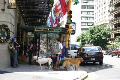 Buenos Aires- Hombre con perros