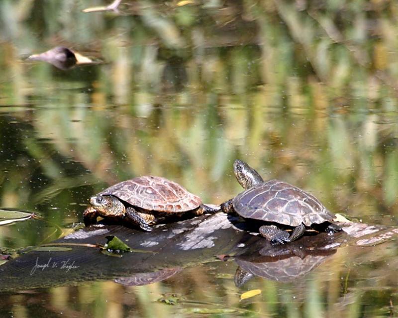 Western Pond Turtles