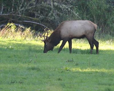 Elk