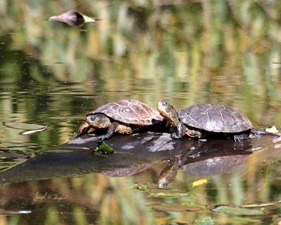 Western Pond Turtles