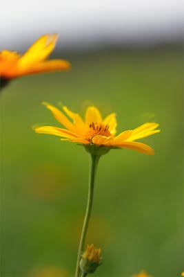 false sunflower. fake sandwich photo