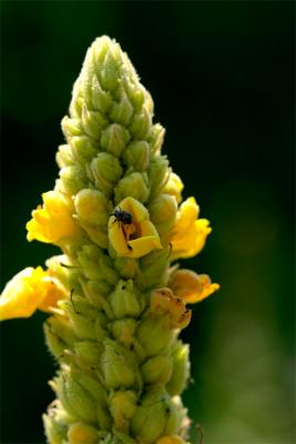 mullein. with visitor