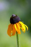 prairie coneflower