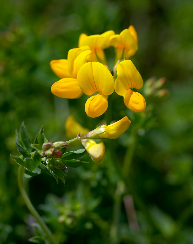 birds-foot trefoil