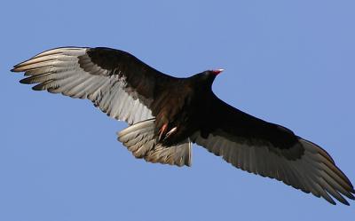 Turkey Vulture