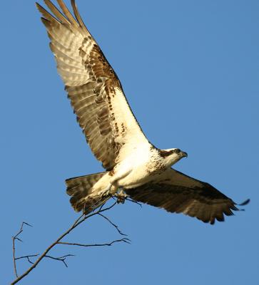 Ospreys1