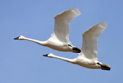 Winged Migration