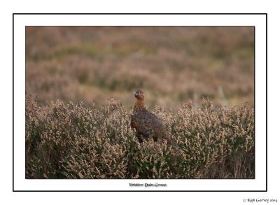 Yorkshire Dales Grouse