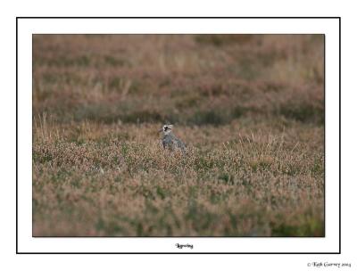 Lapwing