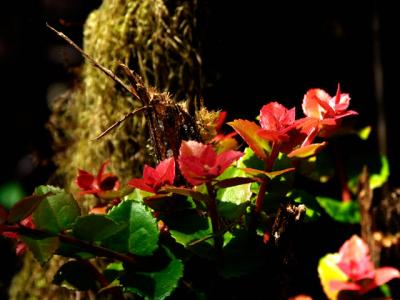 040731 Flowers