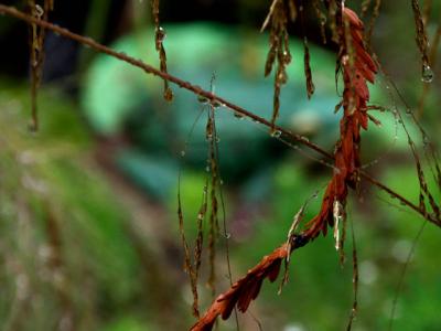 040804 Rain Drops