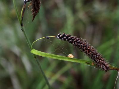 040804 Cattails.