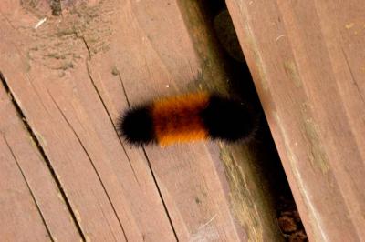 0401002 Catapillar