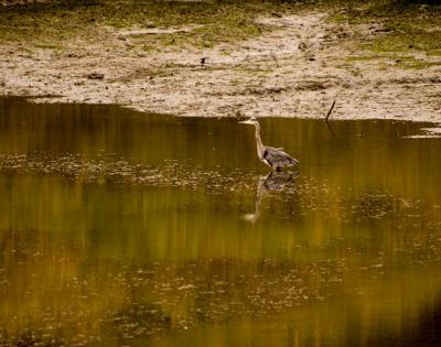 0401003 Wading