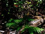 040731 Fern