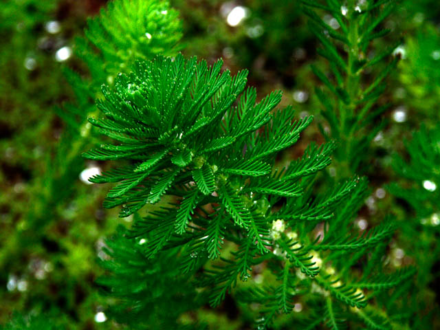 0804 Parrots Feather