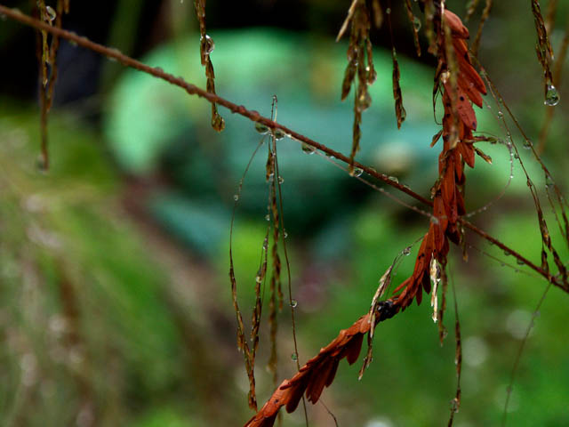 040804 Rain Drops