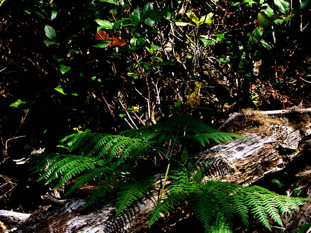 040731 Fern