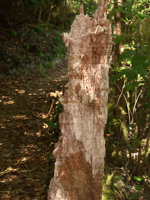 040731 Termites