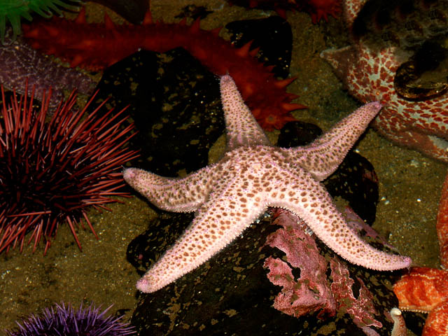 040807 Hatfield Marine Science Center