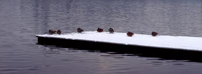u36/katnphil/medium/32193145.Ducks1.jpg