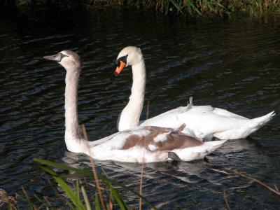 Swans 2.jpg