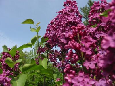 u36/kda/medium/40360757.Lilacs.jpg