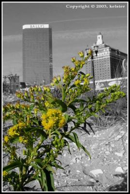 Flowers in Atlantic City