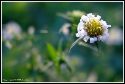 Briant-Flower-1