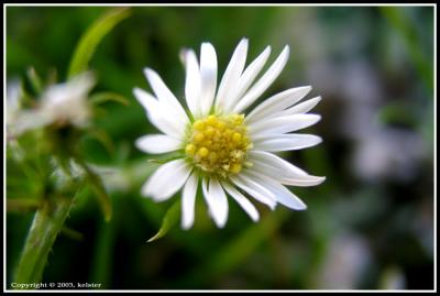 Briant-Flower-3