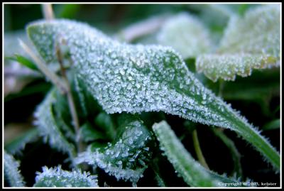 Briant-Frost-2