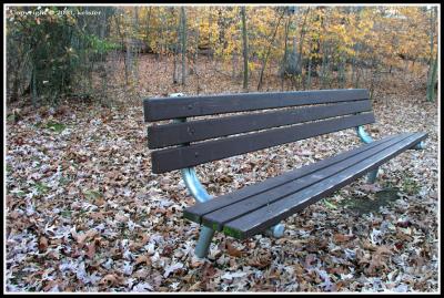 u36/kelster/medium/23631773.BriantParkBench.jpg