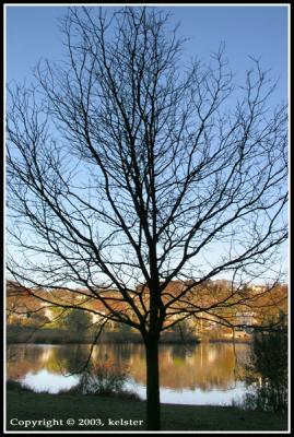Briant-Park-Tree-1